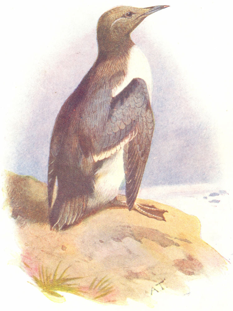 BIRDS. Guillemot  1901 old antique vintage print picture